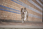 Miniature Australian Shepherd