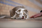 Miniature Australian Shepherd