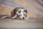 Miniature Australian Shepherd
