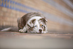 Miniature Australian Shepherd