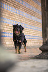 Miniature Australian Shepherd