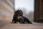 Miniature Australian Shepherd