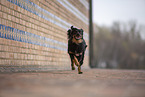 Miniature Australian Shepherd