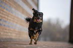 Miniature Australian Shepherd