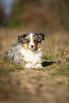 young Miniature Australian Shepherd