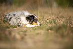 young Miniature Australian Shepherd