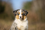 young Miniature Australian Shepherd