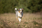 young Miniature Australian Shepherd