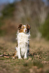 young Miniature Australian Shepherd