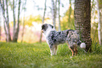 young Miniature Australian Shepherd