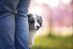 young Miniature Australian Shepherd
