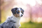 young Miniature Australian Shepherd