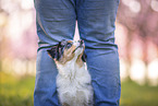 young Miniature Australian Shepherd