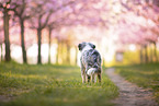 young Miniature Australian Shepherd