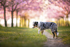 young Miniature Australian Shepherd