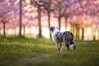 young Miniature Australian Shepherd