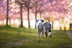 young Miniature Australian Shepherd