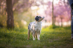 young Miniature Australian Shepherd