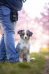 young Miniature Australian Shepherd