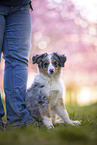 young Miniature Australian Shepherd