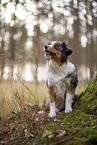 blue-merle Miniature Australian Shepherd