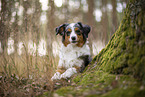 blue-merle Miniature Australian Shepherd
