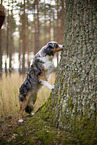 blue-merle Miniature Australian Shepherd
