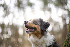 blue-merle Miniature Australian Shepherd