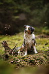blue-merle Miniature Australian Shepherd