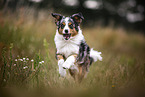 blue-merle Miniature Australian Shepherd