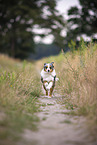 blue-merle Miniature Australian Shepherd