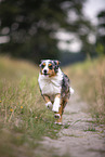 blue-merle Miniature Australian Shepherd