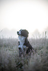 Miniature Australian Shepherd