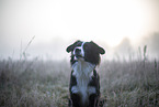 Miniature Australian Shepherd