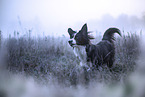 Miniature Australian Shepherd