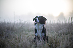 Miniature Australian Shepherd