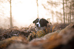 Miniature Australian Shepherd