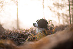 Miniature Australian Shepherd