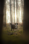 Miniature Australian Shepherd
