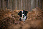 Miniature Australian Shepherd