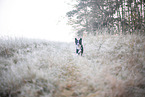 Miniature Australian Shepherd