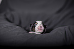 newborn Miniature Australian Shepherd