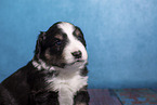 Miniature Australian Shepherd puppy
