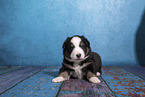Miniature Australian Shepherd puppy