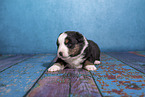 Miniature Australian Shepherd puppy