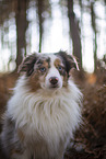 Miniature Australian Shepherd