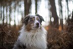 Miniature Australian Shepherd