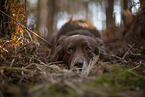 Miniature Australian Shepherd
