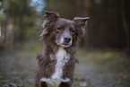 Miniature Australian Shepherd