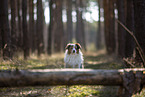 Miniature Australian Shepherd